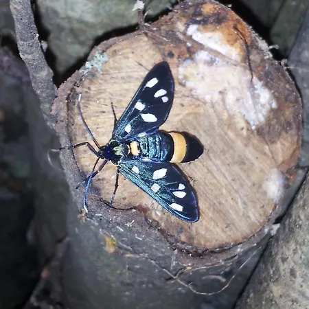 Borgo Buciardella Фермерский дом *