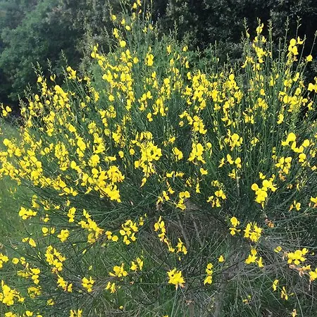 Borgo Buciardella Alloggio per agriturismo *