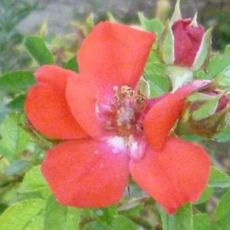 Borgo Buciardella Фермерский дом