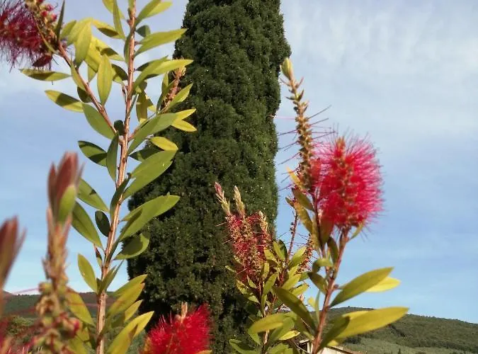 Borgo Buciardella 柏芝