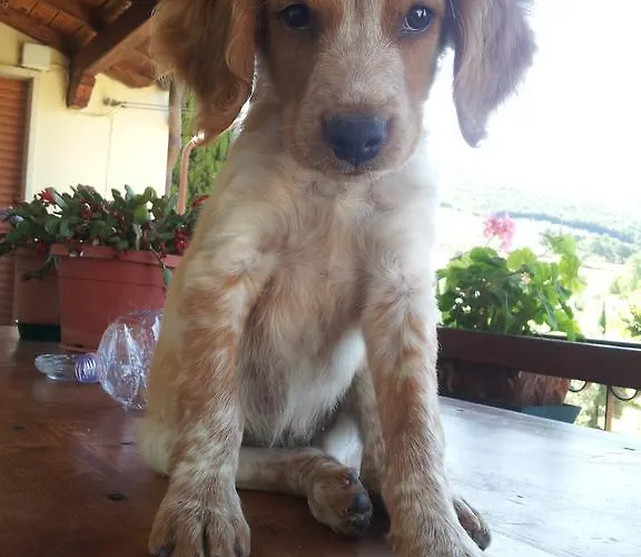 Borgo Buciardella Gospodarstwo agroturystyczne