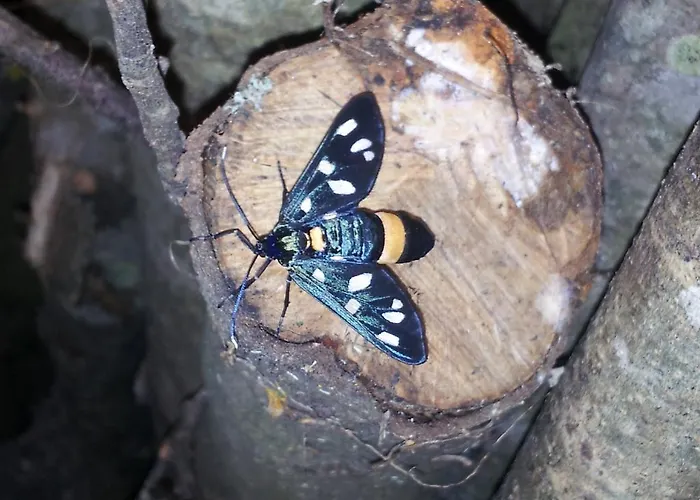 Borgo Buciardella Gospodarstwo agroturystyczne *