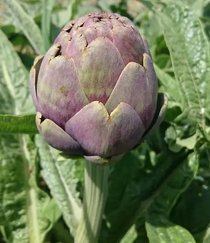 农家乐 Borgo Buciardella 柏芝