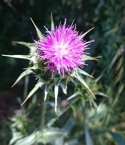 农家乐 Borgo Buciardella