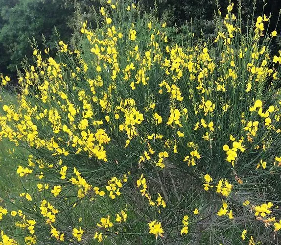 Borgo Buciardella 农家乐 *