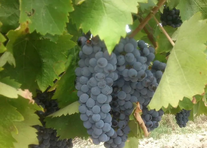 Borgo Buciardella * 柏芝