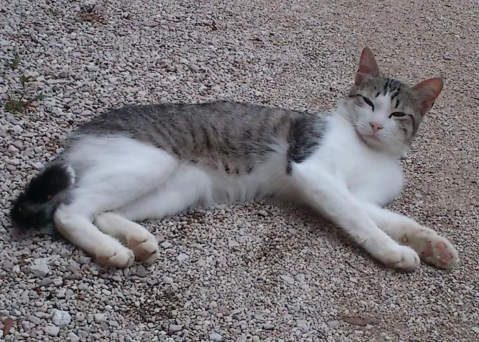 Borgo Buciardella Gospodarstwo agroturystyczne Baschi