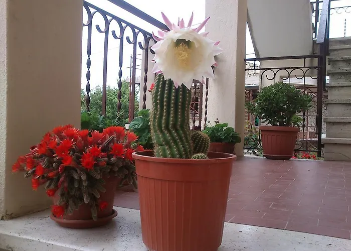 Borgo Buciardella 柏芝