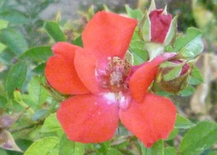 Borgo Buciardella Gospodarstwo agroturystyczne